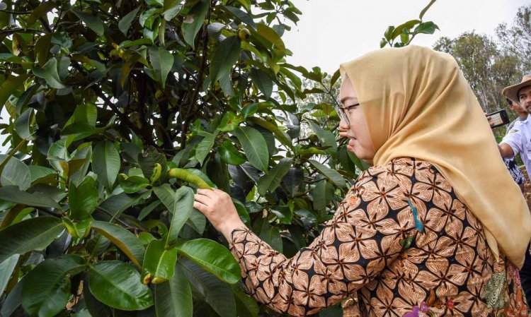 Menanti Panen Raya dan Festival Manggis di Purwakarta