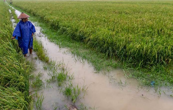 Sawah Diterjang Rob, Terancam Gagal Panen