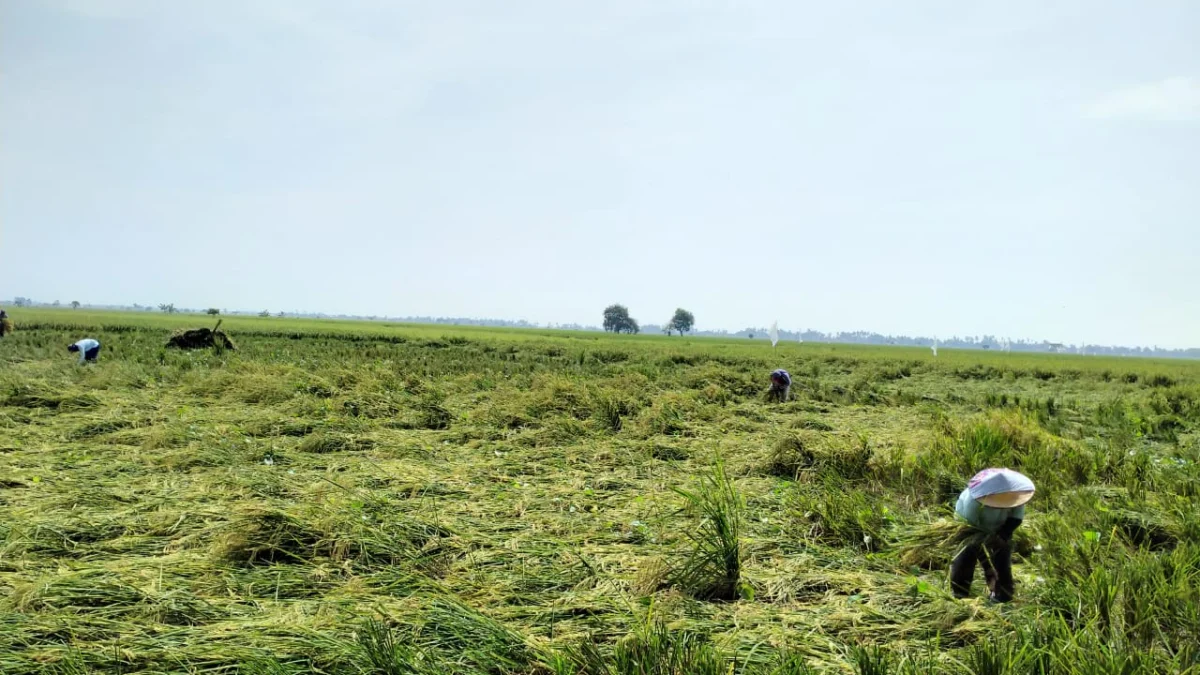 Ribuan Petani Karawang Gagal Panen, Untuk Balik Modal Saja Tidak Bisa, Pemerintah Bisa Apa?