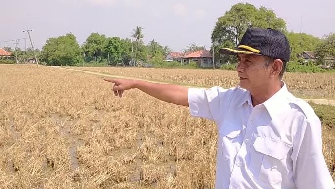 Petani Muarabaru Rebutan Air