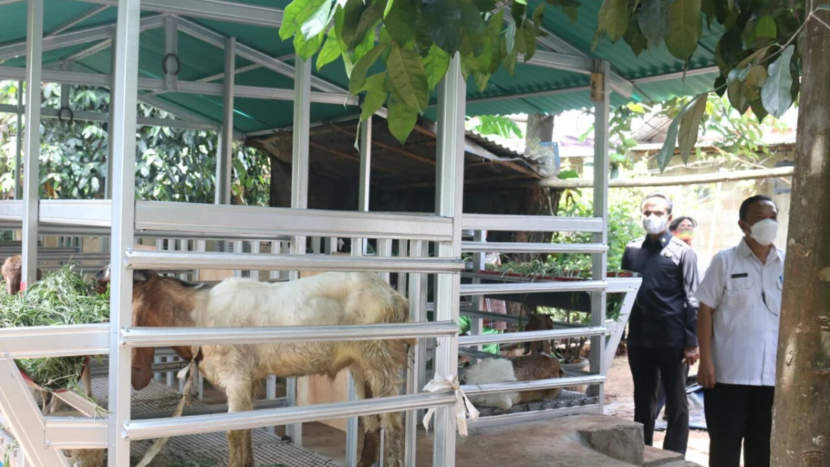 Bangun Kandang Kambing, Pemkot Habiskan Rp 2,3 Miliar