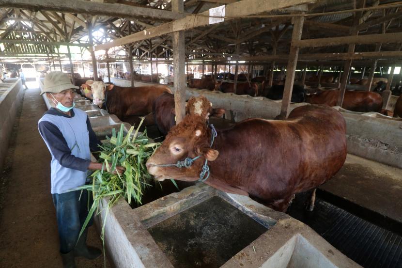 Hadapi Idul Adha, Jabar Siap Penuhi Kebutuhan Hewan Kurban Sehat