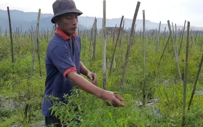 Harga Naik, Petani Cabai Alami Kerugian