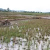 Lahan Sawah Terus Menyusut