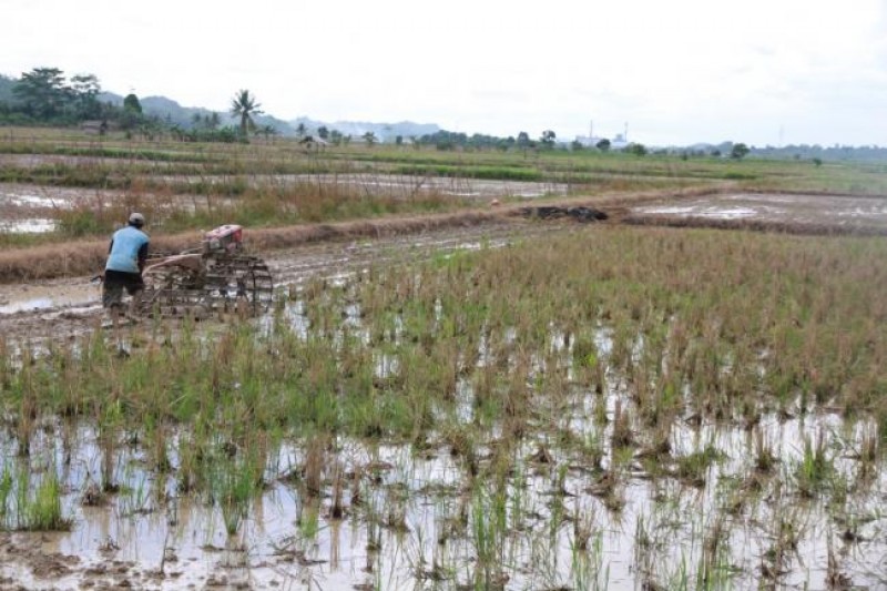 Lahan Sawah Terus Menyusut