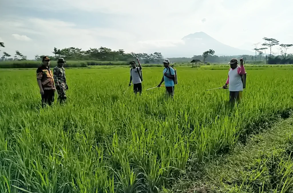 Purwakarta Kekurangan Penyuluh Pertanian