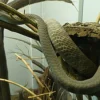 Gigitan Ular Black Mamba satu kali dapat membuhuh 26 orang sekaligus, Habitatnya dari Afrika