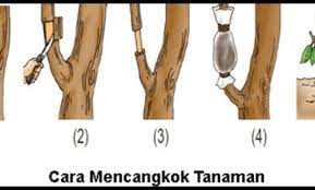 Kamu tidak ingin Menanam Dari bibit, Kamu bisa coba Mencangkok untuk Cara Berkembang Tanaman