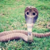 Berikut 3 Ular Mematikan di Dunia selain King Cobra, Cek Selengkapnya