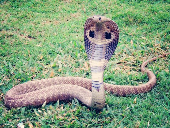 Berikut 3 Ular Mematikan di Dunia selain King Cobra, Cek Selengkapnya