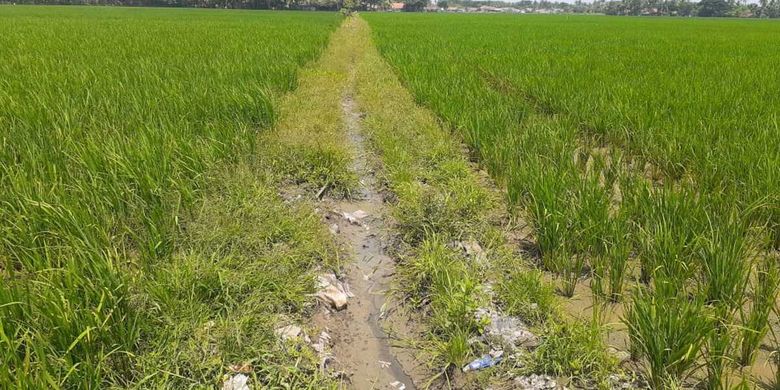 PETANI KARAWANG JANGAN GAMANG... ! Bupati Cellica Pastikan Pasokan Air untuk Pesawahan Aman