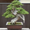 Tanaman Bonsai: Butuh Proses untuk Menghasilkan Bentuk yang Khas, Pecinta Tanaman Merapat Yuk!