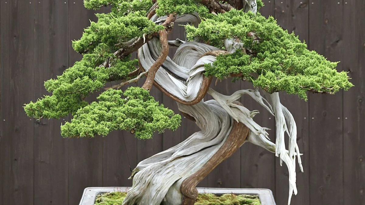 Tanaman Bonsai: Butuh Proses untuk Menghasilkan Bentuk yang Khas, Pecinta Tanaman Merapat Yuk!