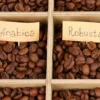 Tidak Sama, Ini Perbedaan Kopi Robusta dan Kopi Arabika