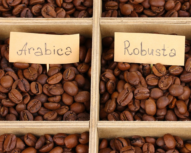 Tidak Sama, Ini Perbedaan Kopi Robusta dan Kopi Arabika