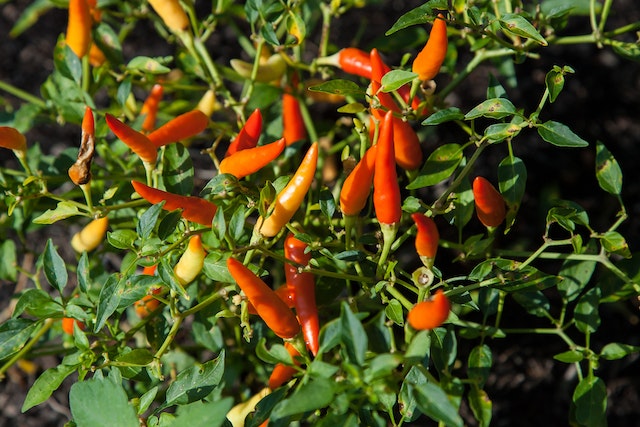 Simak Nih, Enggak Perlu Beli Lagi, Tips Menanam Cabe Lebat dan Panen Tiap Bulan