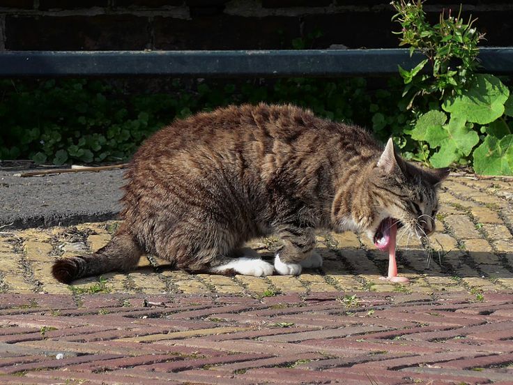 Mengapa Kucing Memuntahkan Air? Simak Penjelasannya dan Cara Mengatasi Masalah Ini pada Kucing Kesayanganmu!