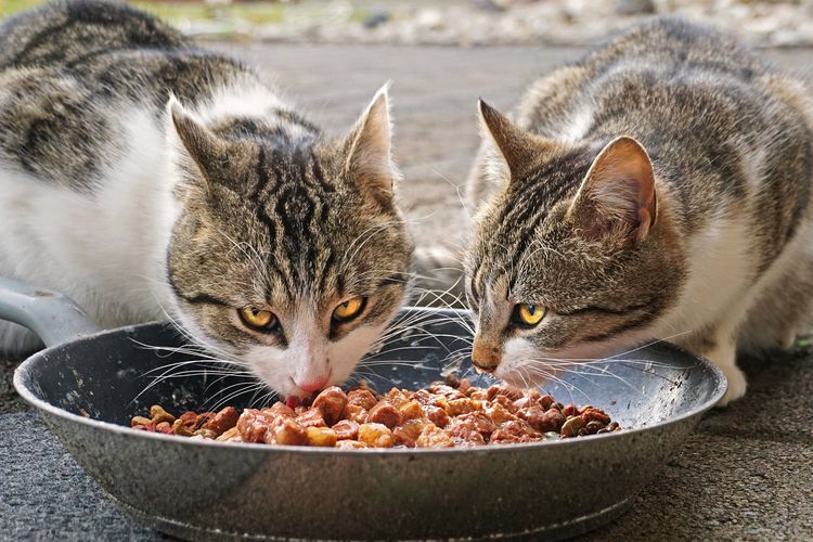 Menu Spesial untuk Kucing Kampung: Jangan Sembarangan Kasih Makan, Berikut Pilihan Makanan Terbaik yang Akan Membuat Kucing Sehat!