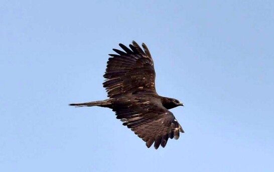 Ribuan Burung Raptor dari Rusia Migrasi Ke Karawang (Foto: istimewa)