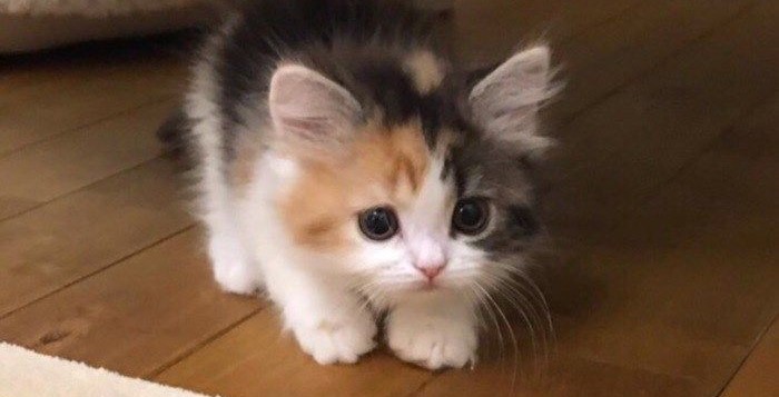 Kewalahan Merawat Kucing Berumur 1 Bulan? Simak Tipsnya, Dijamin Anabul Bahagia dan Sehat!