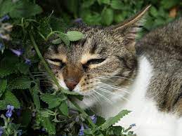 Apakah Aman Memberikan Daun Catnip Dikonsumsi Oleh Kucing?