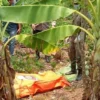 Jasad Honorer RSUD Karawang Membusuk di Kebun Pisang