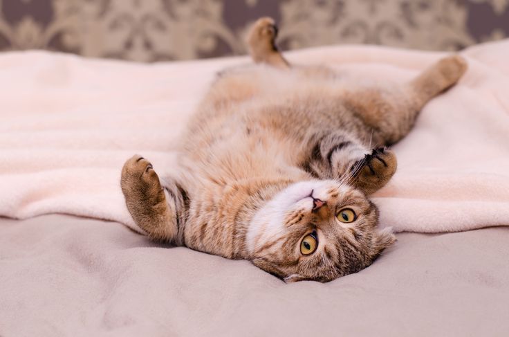 Anabulmu Sayang Nggak Tuh Sama Kamu? Berikut Tanda Kucing Peliharaan Benar-Benar Sayang Sama Pemiliknya, So Sweet!