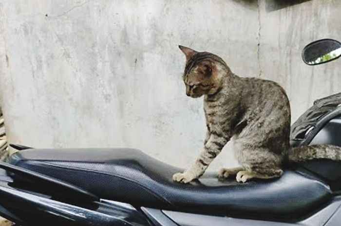 Trik Sederhana Menjaga Jok Motor Tetap Aman Tanpa Cakaran Kucing, Hanya dengan 1 Bahan Sederhana!