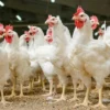 5 Hal Yang Perlu Dipersiapan Sebelum Memulai Beternak Ayam Broiler