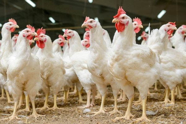 5 Hal Yang Perlu Dipersiapan Sebelum Memulai Beternak Ayam Broiler