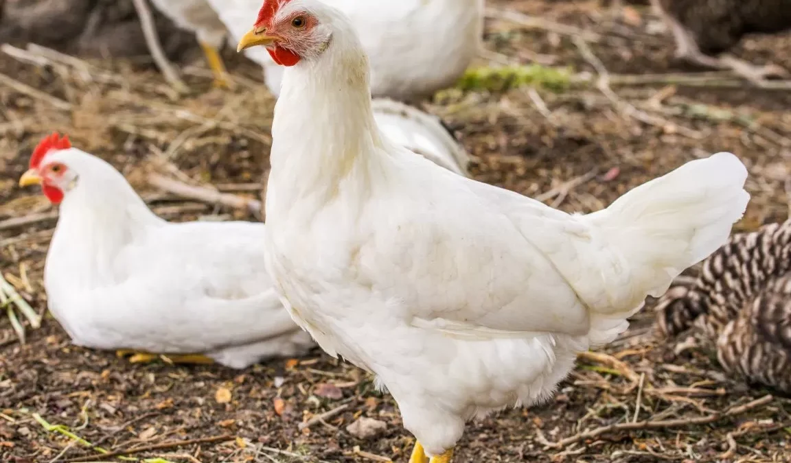 Ciri-Ciri Ayam Broiler Yang Sering Kamu Konsumsi