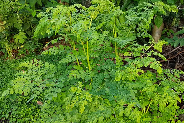 10 Manfaat Menakjubkan Daun Kelor: Tanaman Ajaib yang Penuh dengan Manfaat Kesehatan!