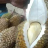 Kombinasi yang Harus Dihindari: Selamatkan Pencernaanmu dengan Menghindari Makanan dan Minuman yang Tidak Cocok Dikonsumsi Bersama Durian!