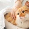 Ingin Memelihara Kucing? Ini Dia Tips Merawat Kucing Bagi Pemula