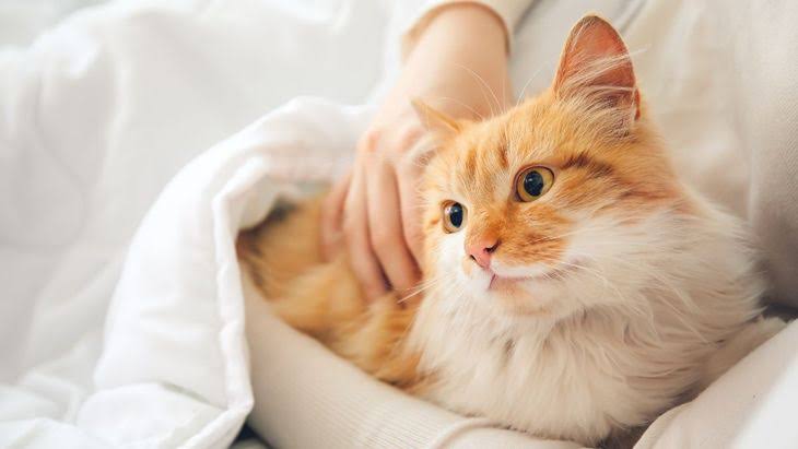 Ingin Memelihara Kucing? Ini Dia Tips Merawat Kucing Bagi Pemula