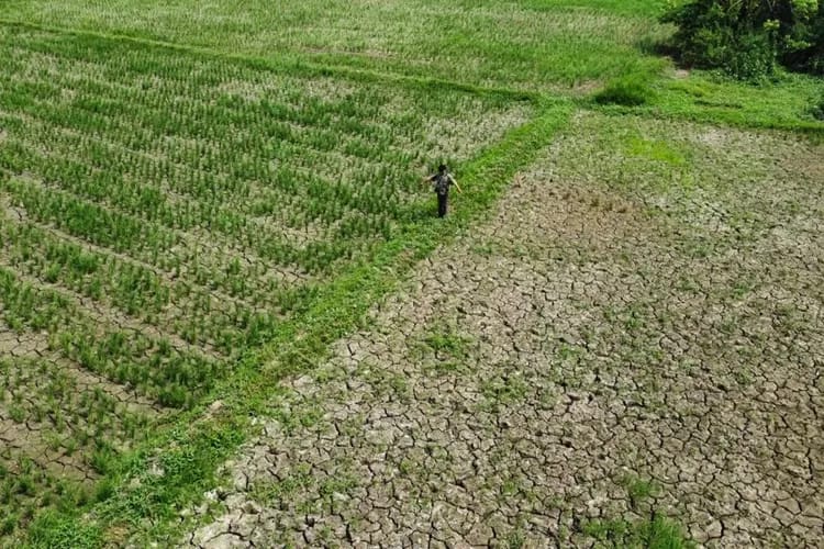 Antisipasi Gagal Panen, Pemkab Bekasi Penuhi Pupuk dan Benih Kebutuhan Petani