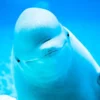 Fakta Unik Paus Beluga (foto/blogs.discovermagazine.com)