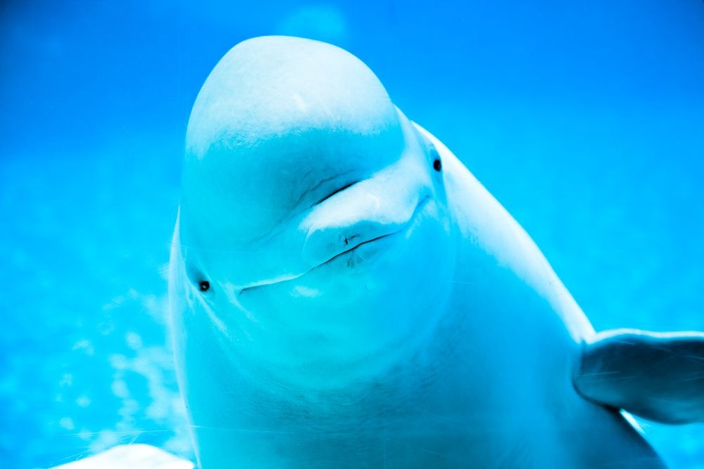 Fakta Unik Paus Beluga (foto/blogs.discovermagazine.com)