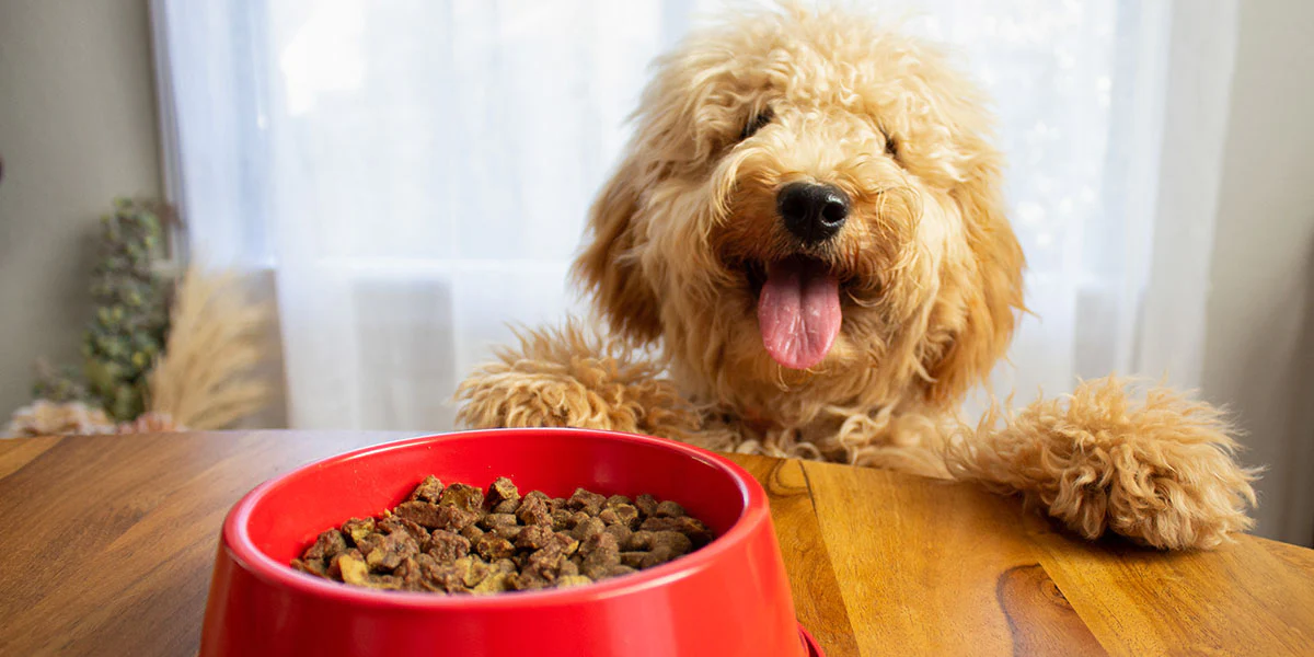 9 Makanan Anjing yang Dikenal Bernutrisi, Tetapi Banyak Orang yang Keliru!