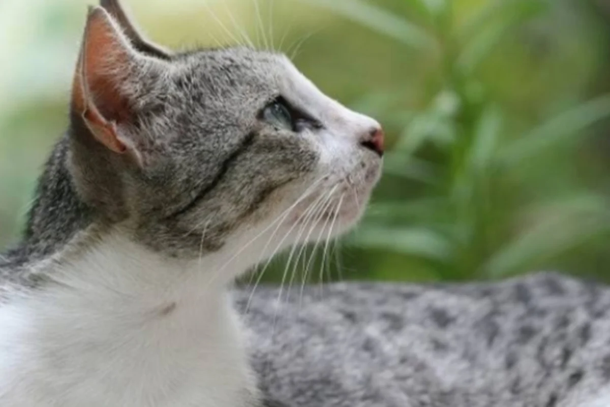 Menyingkap Misteri Kucing Kampung Abu Putih: 8 Fakta Menarik yang ...