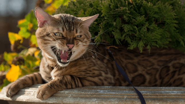 8 Penyebab yang Membuat Kucing Peliharaan Berubah Menjadi Galak dan Agresif, Pawrents Wajib Simak!