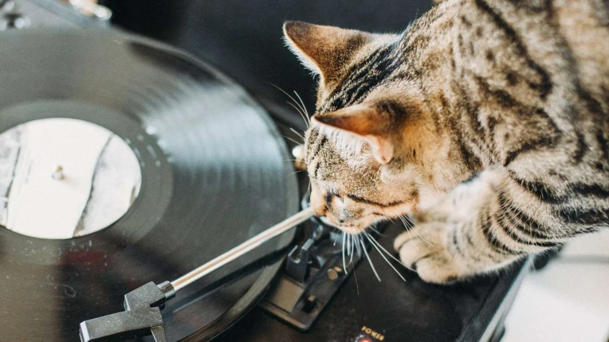 Alasan mengejutkan untuk mempertimbangkan kembali memberikan kucing akses dengan playlist musik.