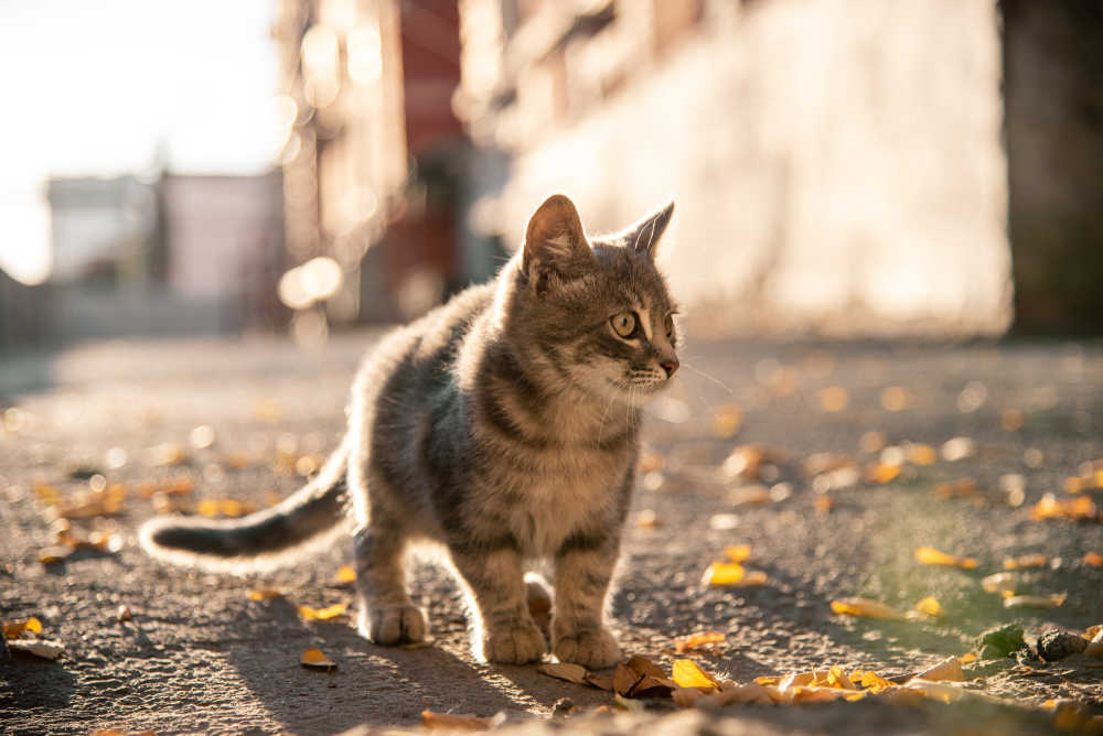 7 Alasan Kucing Sering Kabur dari Rumah, Salah Satu Alasannya Karena Stres, Kok Bisa? Catlovers Wajib Simak!