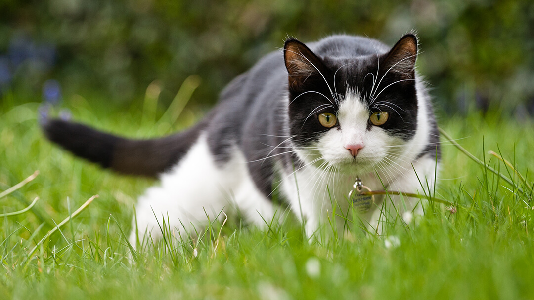 Bahasa tubuh kucing bisa bantu kamu buat paham emosi dan keinginan mereka.