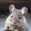 tikus