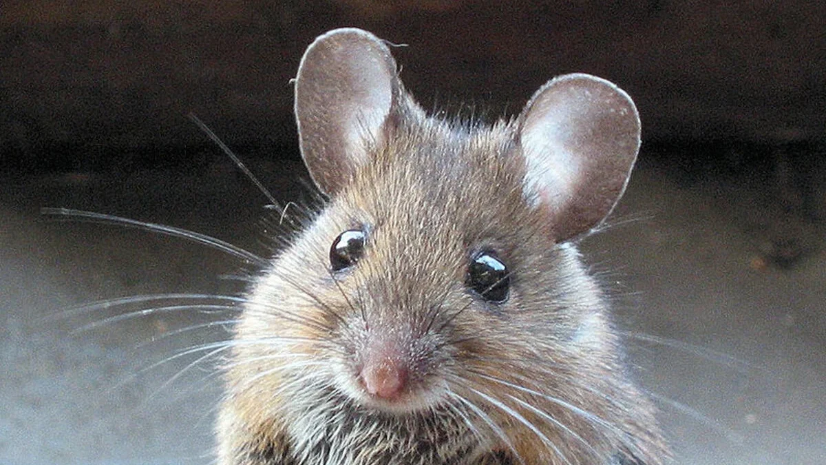 tikus