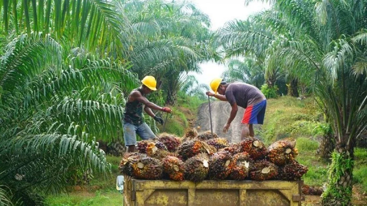 Seleb India Tolak Minyak Kelapa Sawit Indonesia