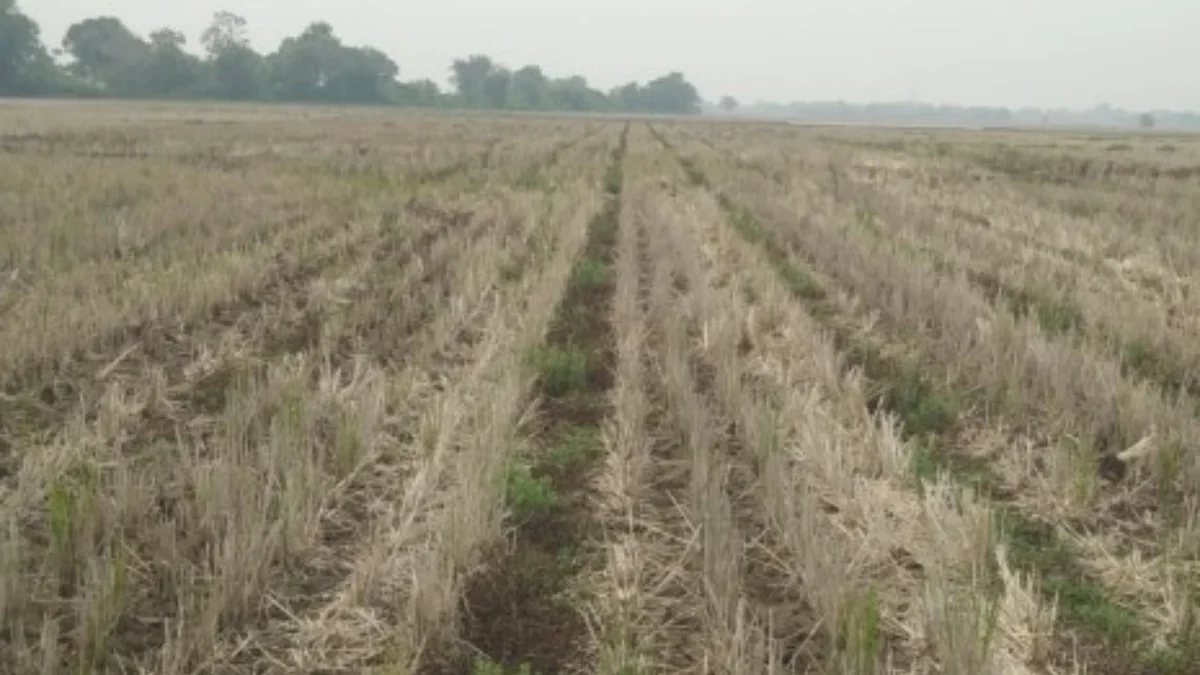 Lahan Sawah di Rawamerta Ini Aset Pemkab Karawang