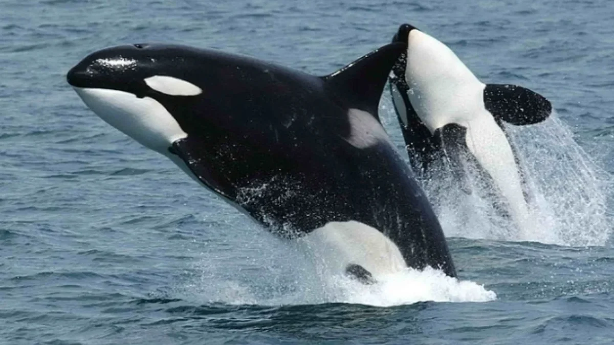 Paus Orca