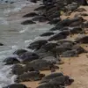Penyu Bertelur di Daratan